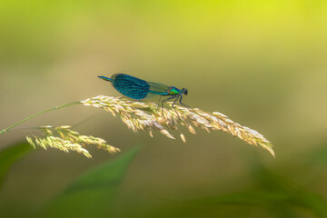 blue dragonfly on a leaf