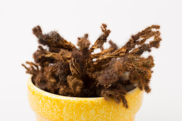 Sick cactus plant on color background