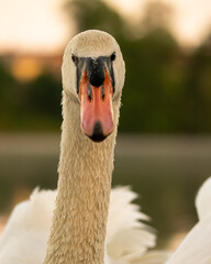 Łabędź niemy, wielki ptak o wschodzie słońca. Portret łabędzia z dużego przybliżenia. Biały łabędź nad stawem. © MarcinRoj.Fotografia