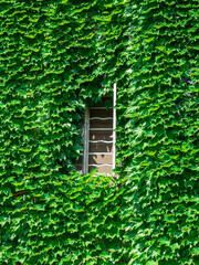 old window with ivy