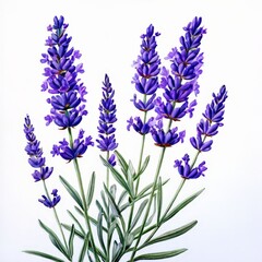 Naklejka premium A lavender isolated on white background.