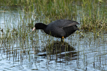 Foulque macroule, .Fulica atra, Eurasian Coot