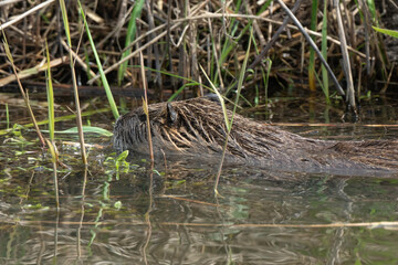 Ragondin,  Myocastor coypus