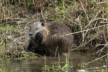 Ragondin,  Myocastor coypus