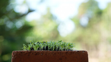 Green amaranth vegetables growing in a pot Microgreen gardening macro closeup