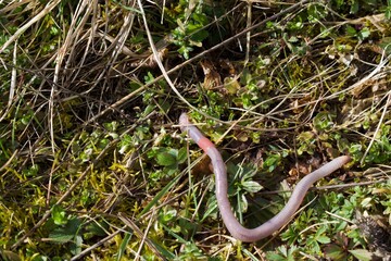 Fototapeta premium Regenwurm auf Rasen