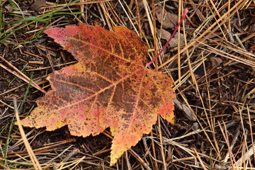 Maple leaves on autumn ground  near Boulder Junction, Wisconsin in late September