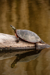 Obraz premium Mirror-image single turtle, basking in late autumn sunshine, in Horicon National Wildlife Refuge, Waupun, Wisconsin