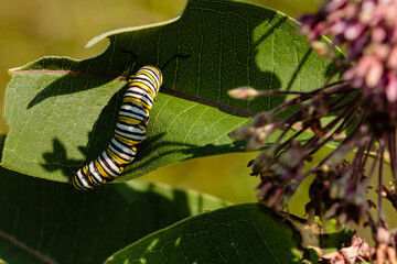 Monarch Caterpillar and milkwee