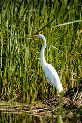 Great egret stands watch in the Horicon Marsh, Horicon National Wildlife Refuge, Wisconsin