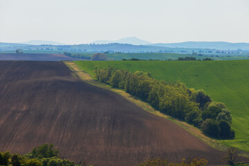 Obraz premium Beautiful green field that ripples and the sun shines on them. A landscape of waves called Moravian Tuscany in the Czech Republic.