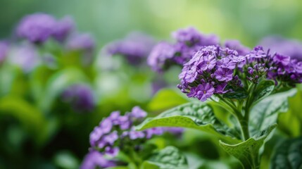 Obraz premium A conceptual image of a heliotrope plant with its fragrant purple flowers, ideal for a garden banner with space for copy