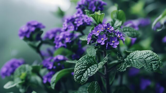 A conceptual image of a heliotrope plant with its fragrant purple flowers, ideal for a garden banner with space for copy