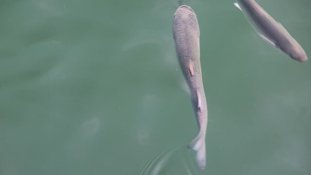 Silver gray mullet fish swimming playfully in murky water under the sun in slow motion close tracking shot