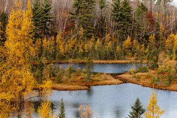 Tamaracks in late autumn along northern Wisconsin bog lake. Butterfly Lake near St. Germain, Wisconsin