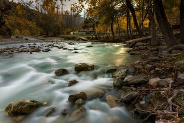 stream in the forest