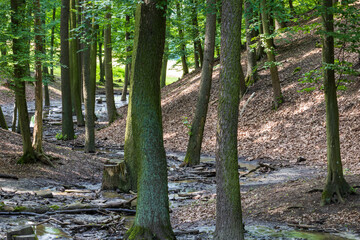 Obraz premium Forest landscape. Muddy path by water. Stream after rain.