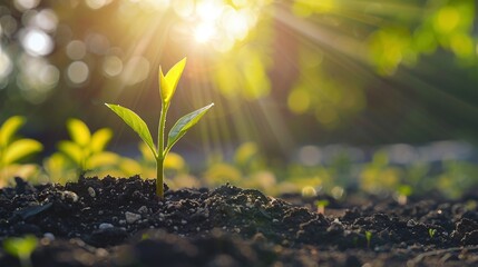 On a spring morning, at dawn, the first small green plant buds sprout from the ground in the dew, under the sunlight. Close up, microscopic photography. Origin of life concept. generative AI