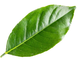 Obraz premium Zitronen blätter isoliert auf weißen Hintergrund, Freisteller 