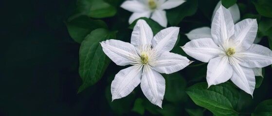 Obraz premium A conceptual image of clematis vines with their large, starshaped flowers, perfect for a garden banner with ample copy space
