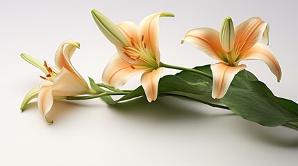Obraz premium bouquet of lilies