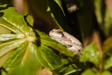 Cope's gray treefrog resting in the early Wisconsin morning spring sun on a mayapple leaf within the Pike Lake Unit, Kettle Moraine State Forest, Hartford, Wisconsin