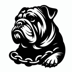  Bulldog lap dog breed face head isolated pet animal