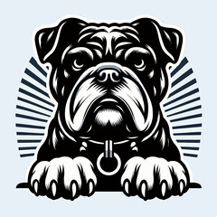  Bulldog lap dog breed face head isolated pet animal