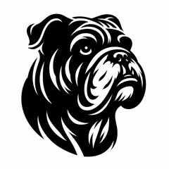 Bulldog lap dog breed face head isolated pet animal