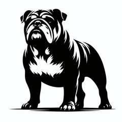 Bulldog lap dog breed face head isolated pet animal