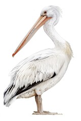 Obraz premium A large white bird with a distinctive long beak, suitable for use in nature or wildlife photography projects