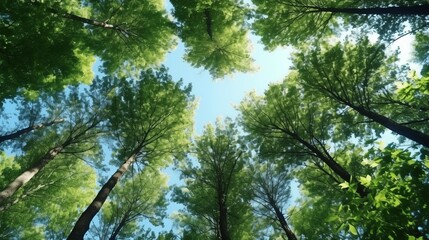 Fototapeta premium Trees in forest from below, green tops of trees, blue sky background.
