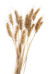 A bundle of wheat placed on a white background