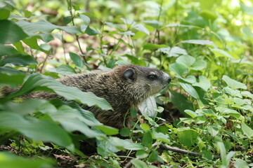 Baby Groundhog Woodchuck in the Grass