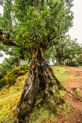Fanal Forest. Misty forest in Fanal.  Old laurel tree in laurel tree forest in madeira in Portugal