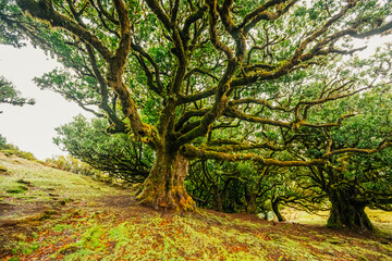 Fototapeta premium Fanal Forest. Misty forest in Fanal. Old laurel tree in laurel tree forest in madeira in Portugal