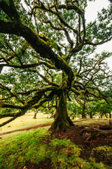 Fanal Forest. Misty forest in Fanal.  Old laurel tree in laurel tree forest in madeira in Portugal