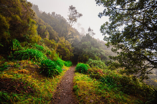 Magical misty green forest with waterfalls in Levada do Norte, Madeira island, Portugal. PR17 Pinaculo e Folhadal
