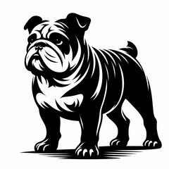 Bulldog lap dog breed face head isolated pet animal