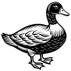 Obraz premium duck isolated