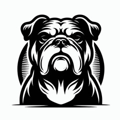  Bulldog lap dog breed face head isolated pet animal