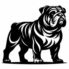 Bulldog lap dog breed face head isolated pet animal