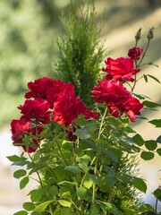 Luxurious red roses in garden flower bed