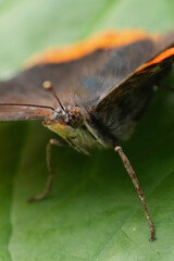 Closeup on the red and black painted lady butterfly, Vanessa atalanta in the garden