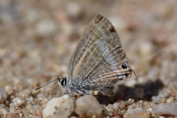 Logn-tailed Pea-blue butterfly (Lampides boeticus 