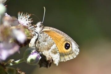 Obraz premium Speckled Wood butterfly (Pararge aegeria 