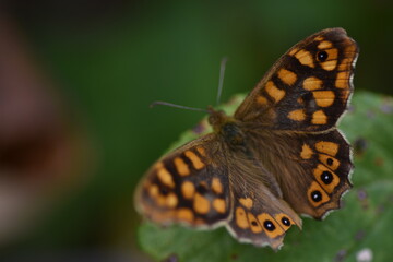 Speckled wood butterfly (Pararge aegeria 