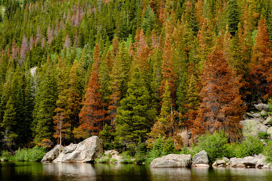 Mountain pine beetle damage in the lodgepole pines along Bear Lake in Rocky Mountain National Park, Colorado