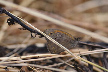 Meadow brown butterfly (Manio Jurtina 