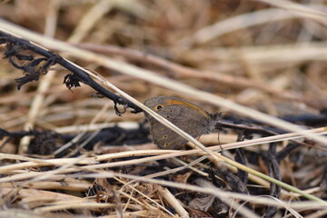Meadow brown butterfly (Manio Jurtina "loba")